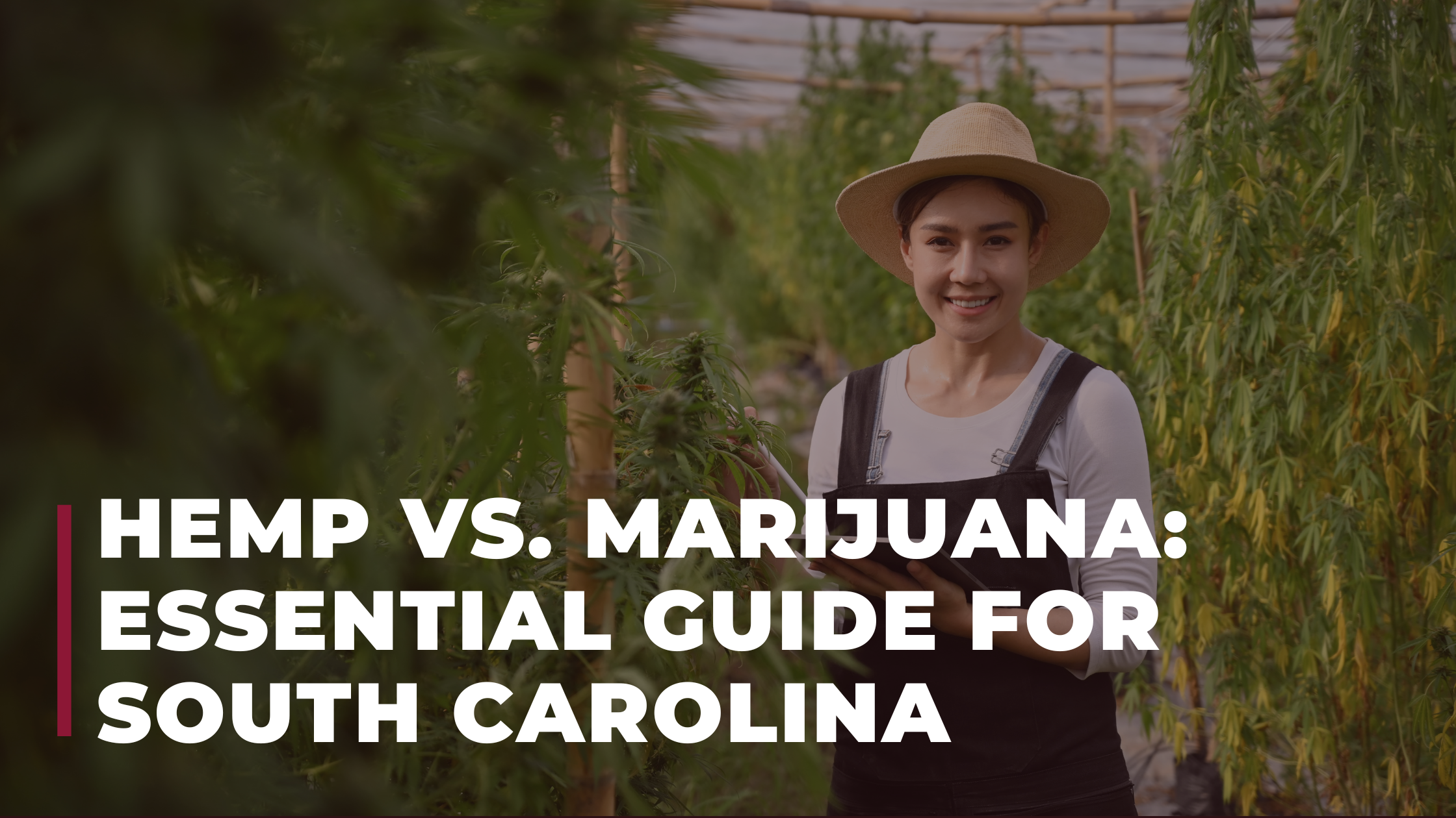 Hemp vs. Marijuana: Essential Guide for South Carolina