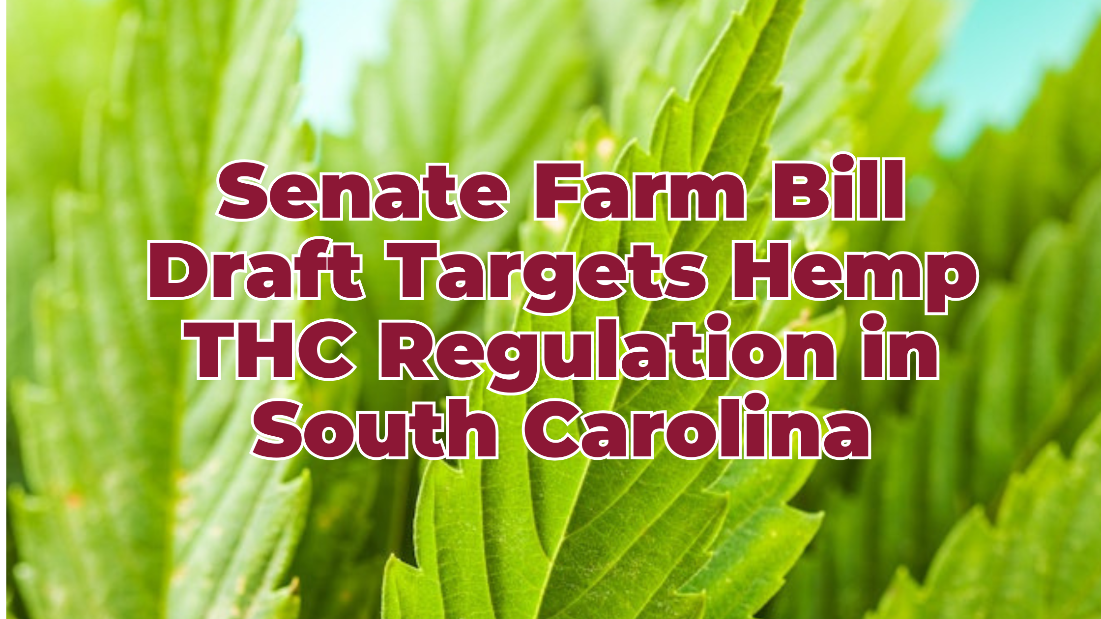 Senate Farm Bill Draft Targets Intoxicating Hemp Products, Signaling Big Changes for South Carolina